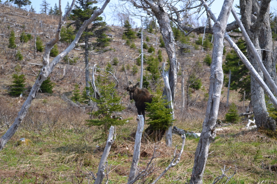 Cabot Trail Moose