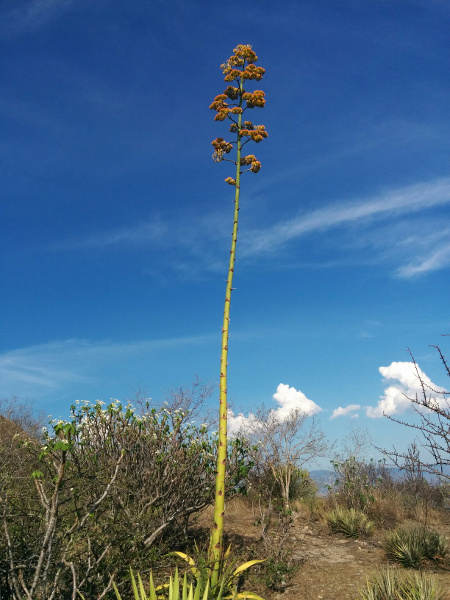 Hierve el Agua